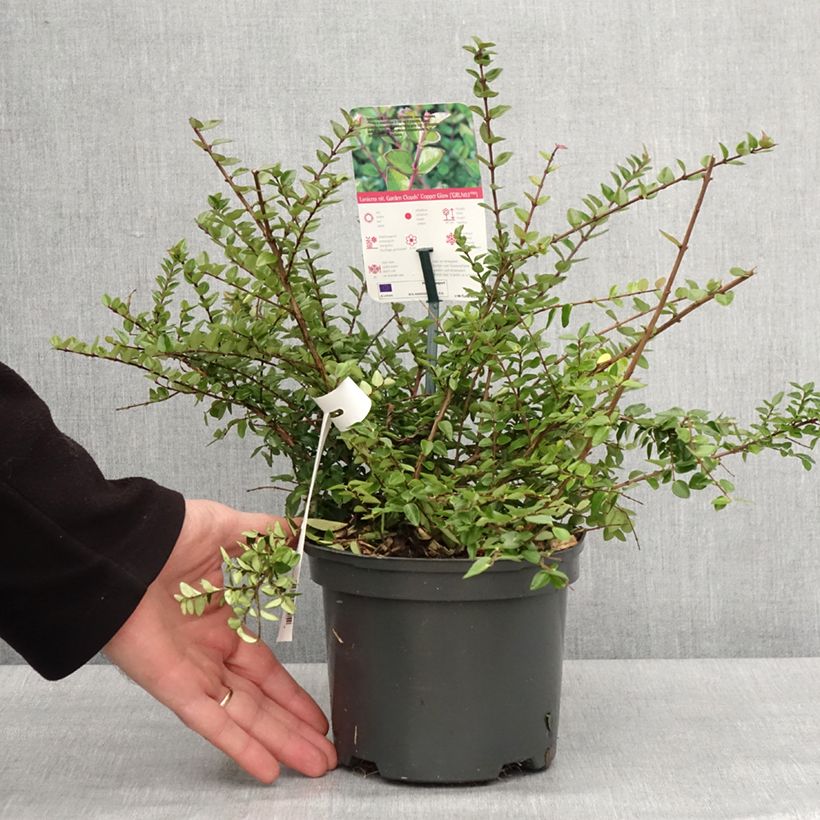 Lonicera nitida Garden Clouds Copper Glow Vaso da 2L/3L esemplare consegnato in inverno