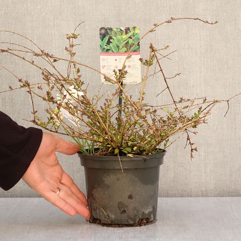 Lonicera nitida Garden Clouds Copper Glow Vaso da 2L/3L esemplare consegnato in primavera