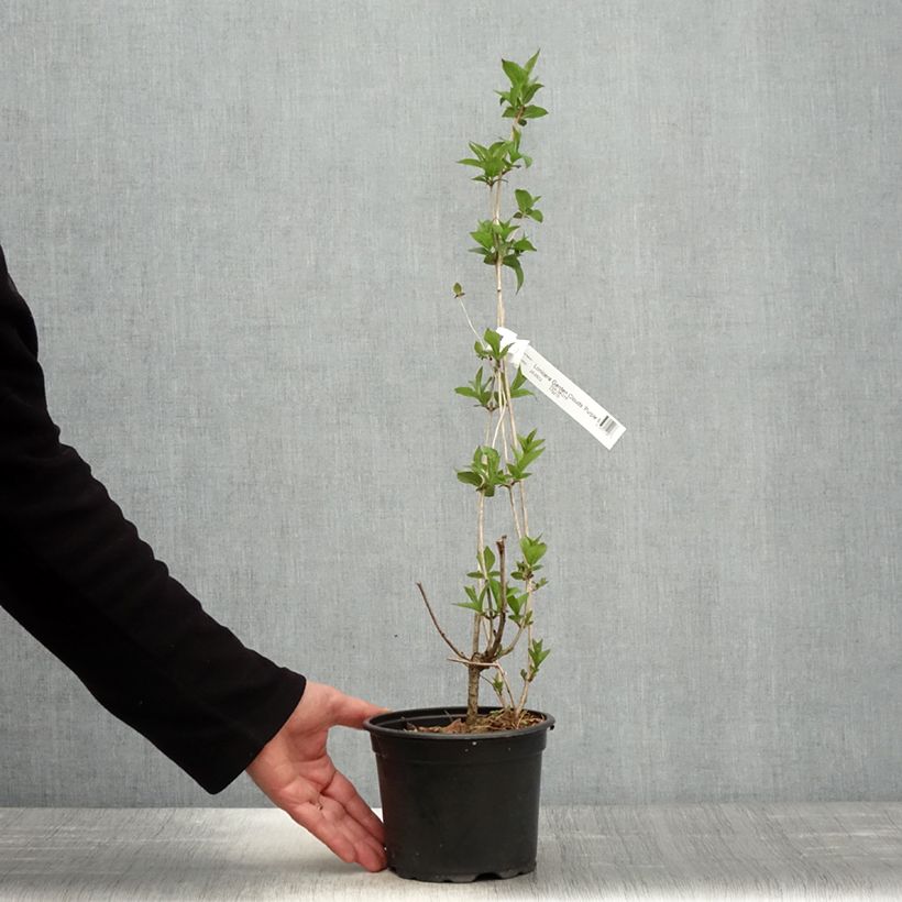 Lonicera nitida Purple Storm Vaso da 2L/3L esemplare consegnato in primavera