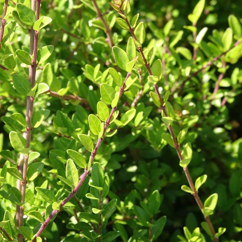 Lonicera nitida Hohenheimer Findling (Fioritura)