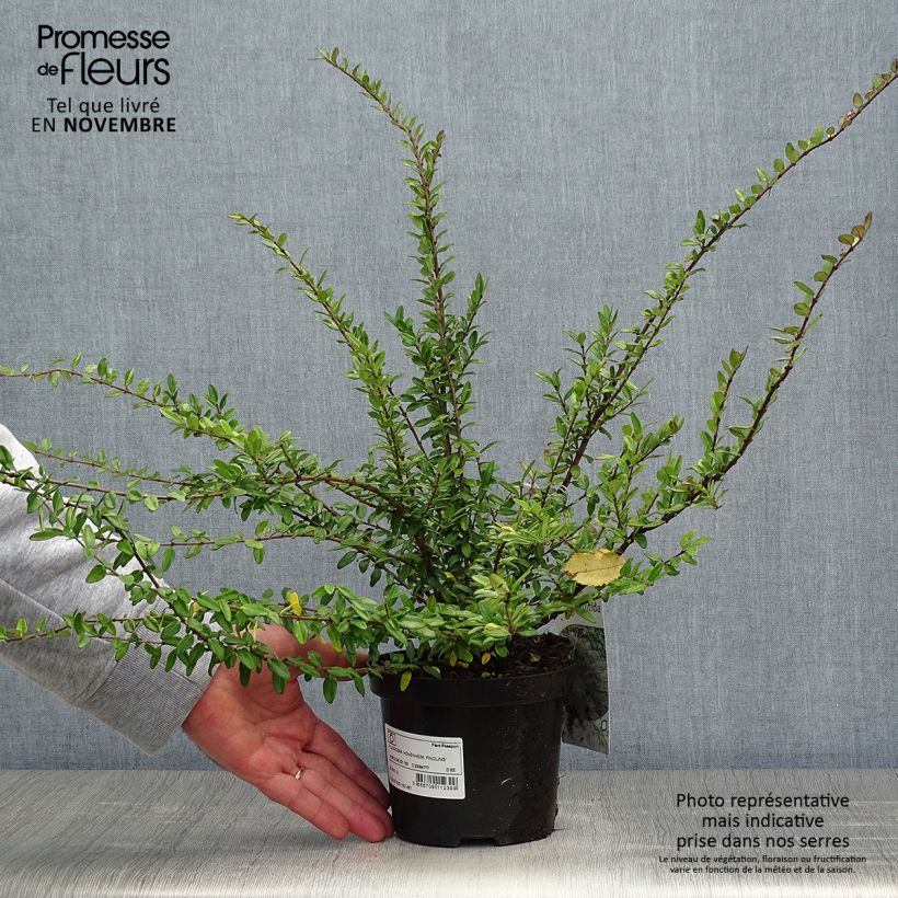 Esemplare di Lonicera nitida Hohenheimer Findling Vaso da 1L/1,5L come consegnato in autunno