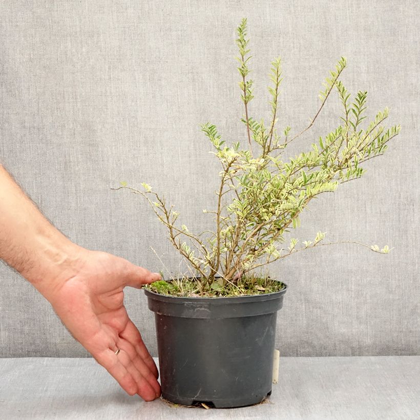 Esemplare di Lonicera nitida Twiggy Vaso da 2L/3L consegnato in estate