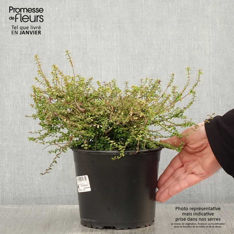 Lonicera nitida Twiggy Vaso da 2L/3L esemplare consegnato in inverno