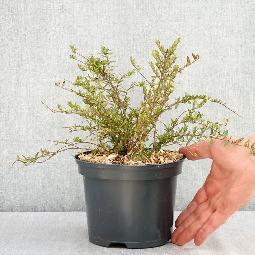 Lonicera nitida Twiggy Vaso da 2L/3L esemplare consegnato in primavera