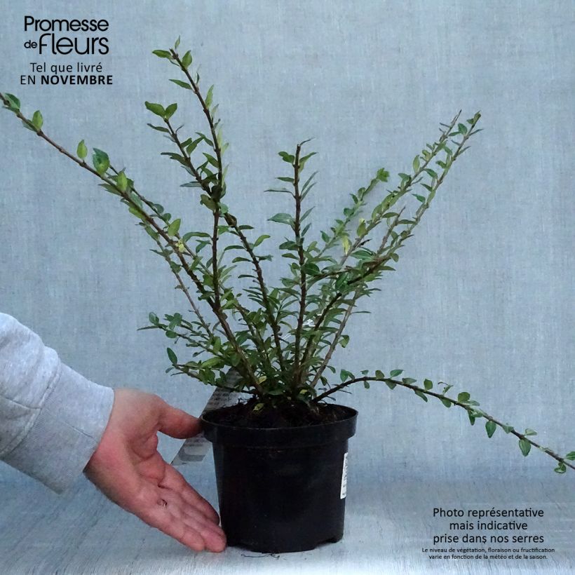 Esemplare di Lonicera pileata Mossgreen - Caprifoglio a cupola Vaso da 1L/1,5L come consegnato in autunno