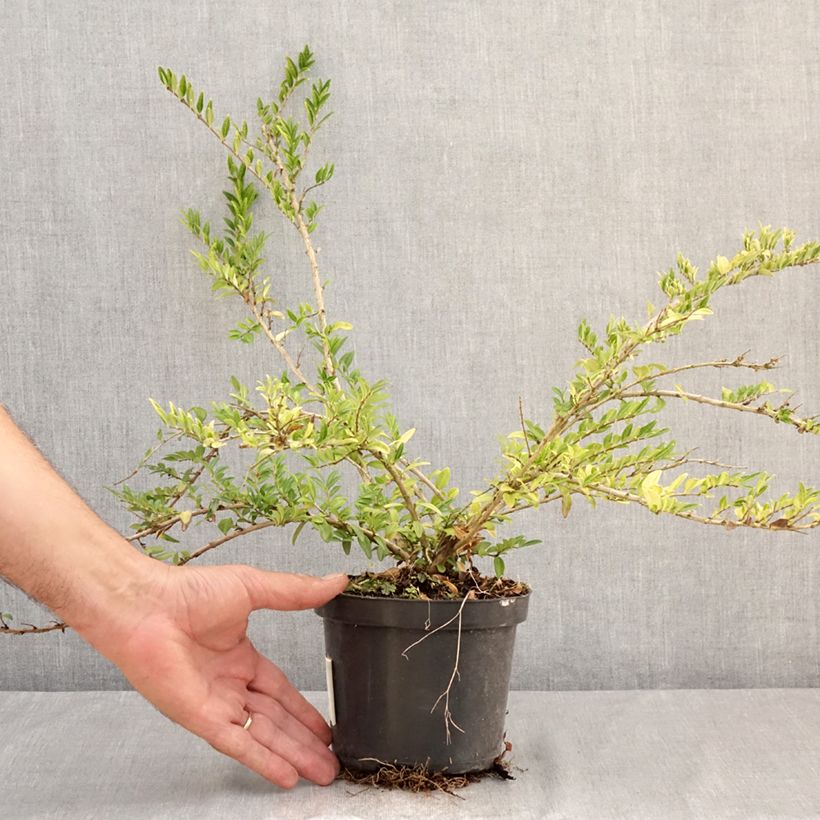 Esemplare di Lonicera pileata Mossgreen - Caprifoglio a cupola Vaso da 1L/1,5L consegnato in estate