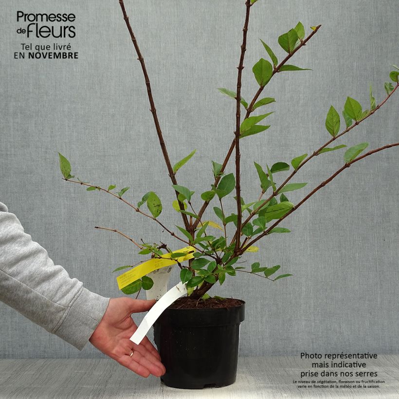 Esemplare di Lonicera purpusii Winter Beauty - Caprifoglio Vaso da 3L/4L come consegnato in autunno
