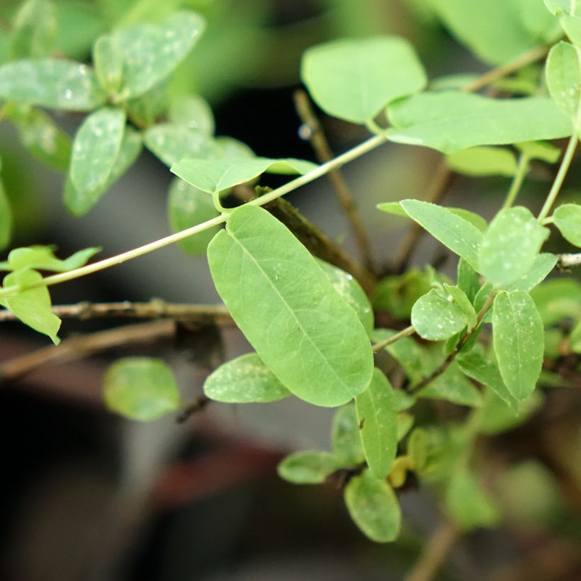 Lonicera syringantha - Caprifoglio (Fogliame)