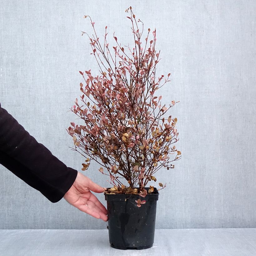 Esemplare di Lophomyrtus Golden dragon Vaso da 3L/4L come consegnato in autunno