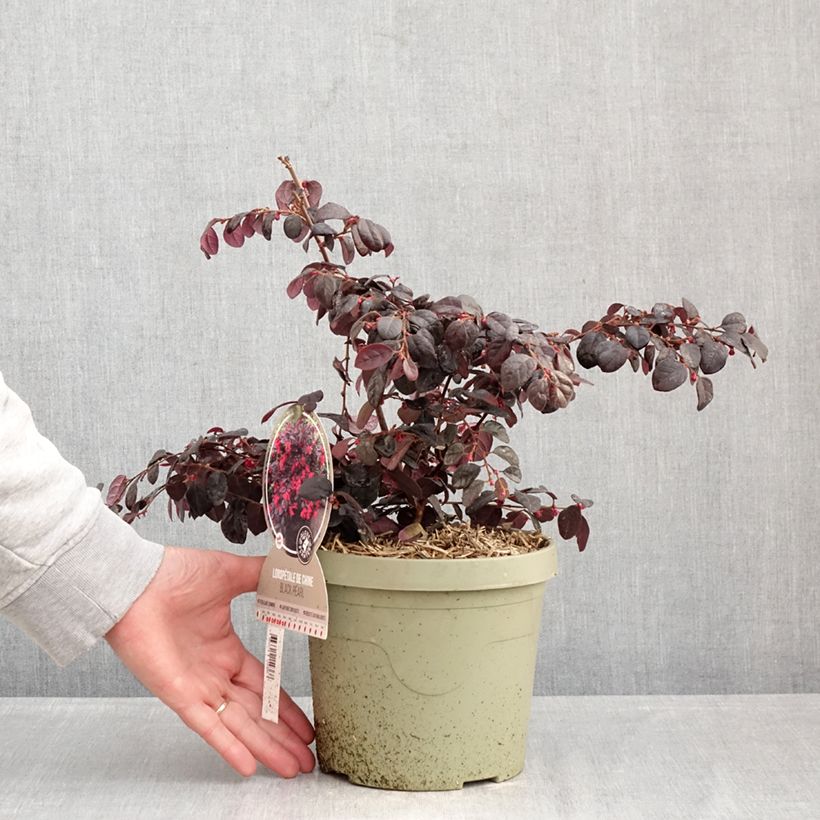 Loropetalum chinense Black Pearl Vaso da 3L/4L esemplare consegnato in inverno
