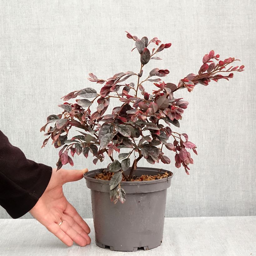 Esemplare di Loropetalum chinense var. rubrum Ever Red Vaso da 3L/4L come consegnato in autunno