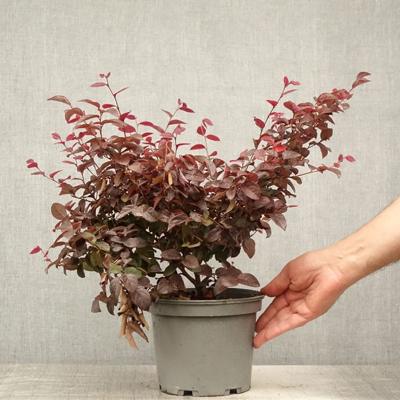 Esemplare di Loropetalum chinense var. rubrum Ever Red Vaso da 3L/4L consegnato in estate