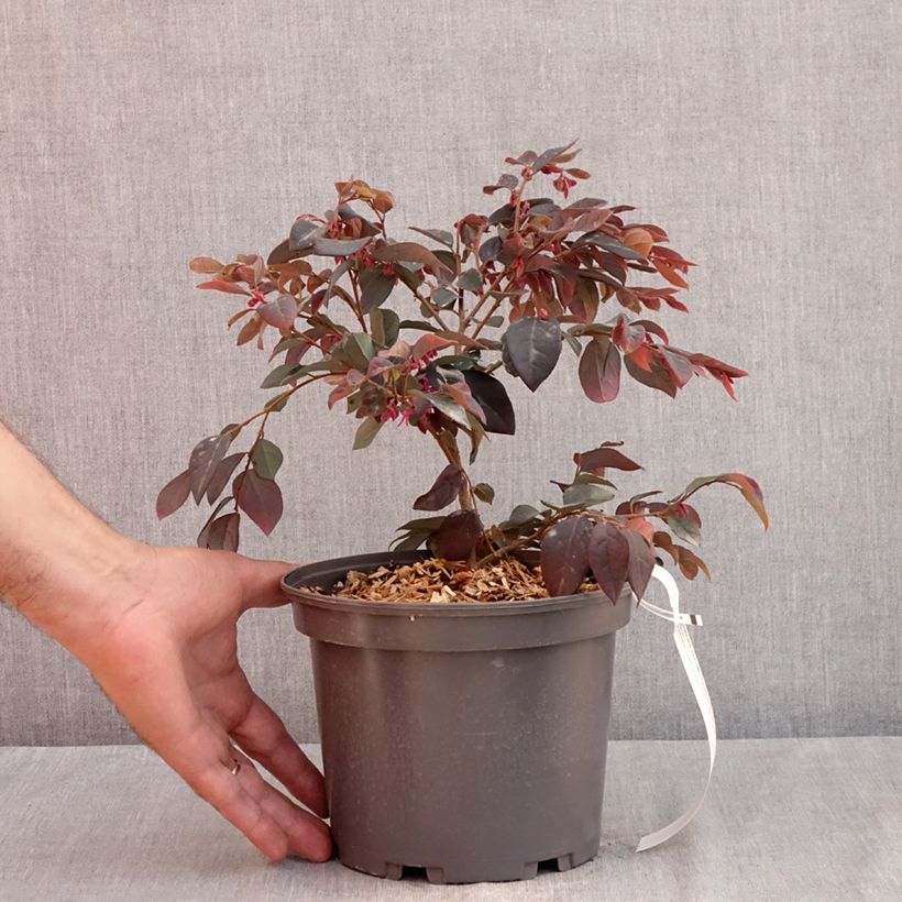 Esemplare di Loropetalum chinense var. rubrum Ever Red Vaso da 3L/4L consegnato in estate