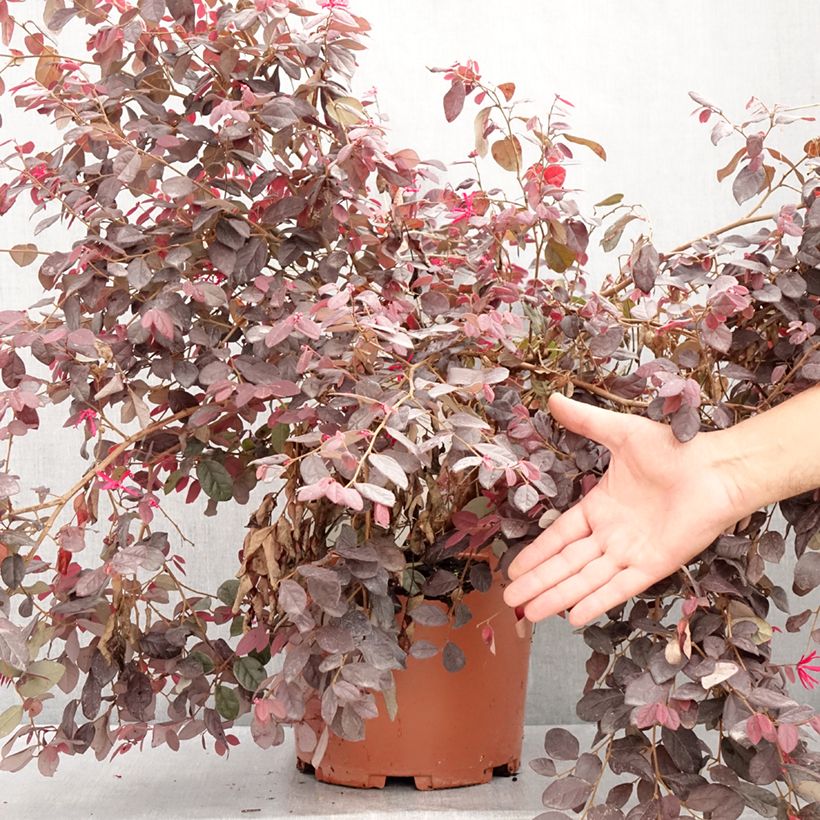 Esemplare di Loropetalum chinense var. rubrum Ever Red Vaso da 7,5L/10L consegnato in estate