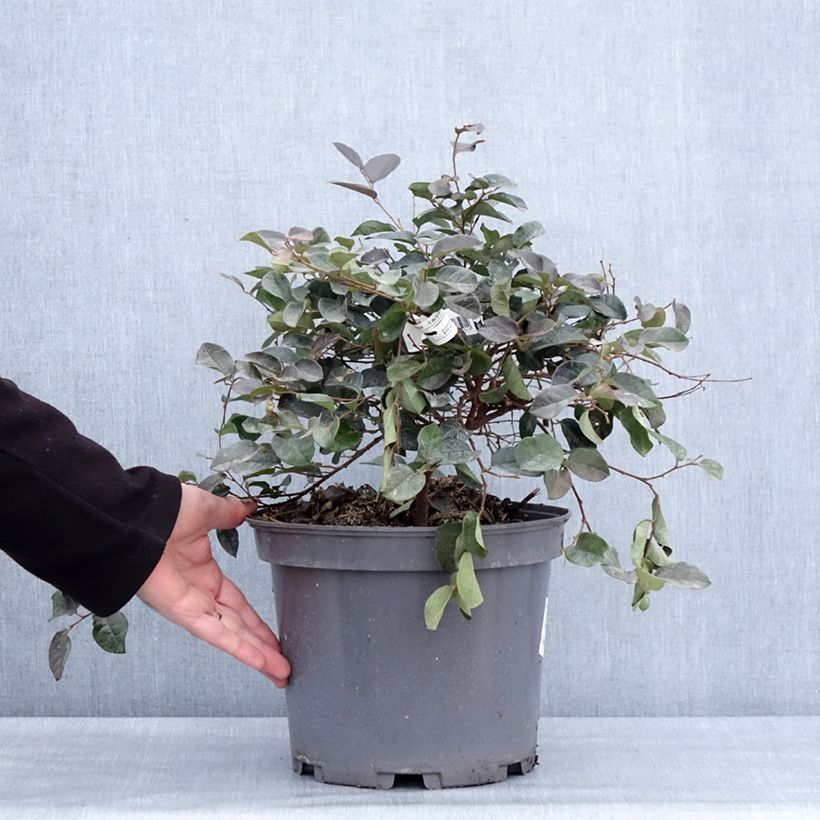 Loropetalum chinense var. rubrum Ever Red Vaso da 7,5L/10L esemplare consegnato in inverno