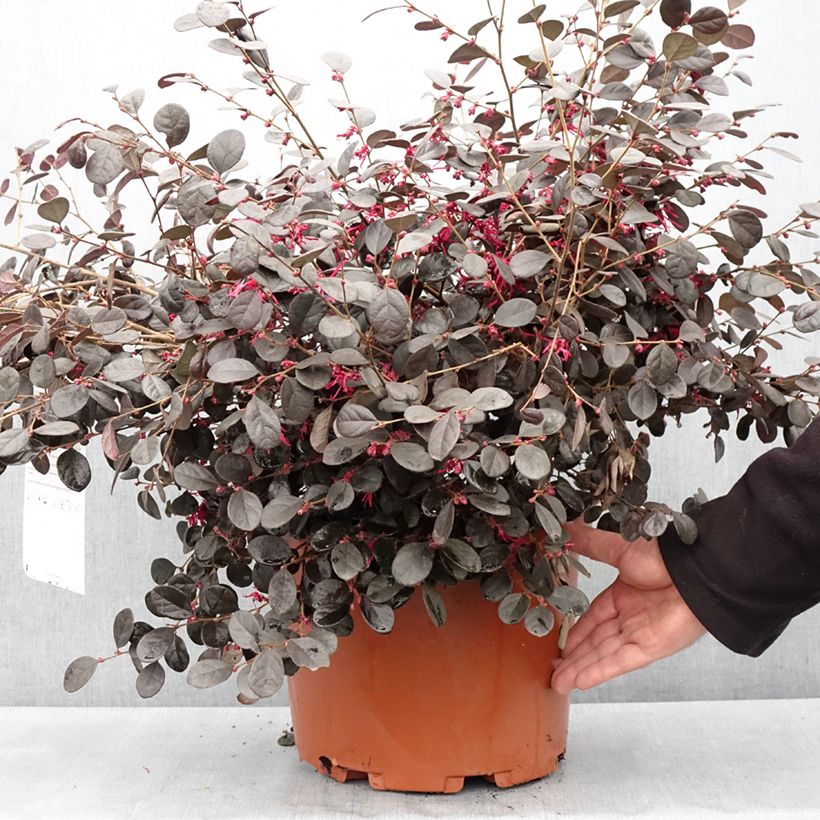 Loropetalum chinense var. rubrum Ever Red Vaso da 7,5L/10L esemplare consegnato in primavera