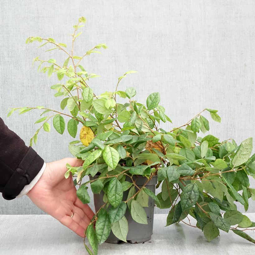 Esemplare di Loropetalum chinense - Loropetalo Vaso da 2L/3L come consegnato in autunno