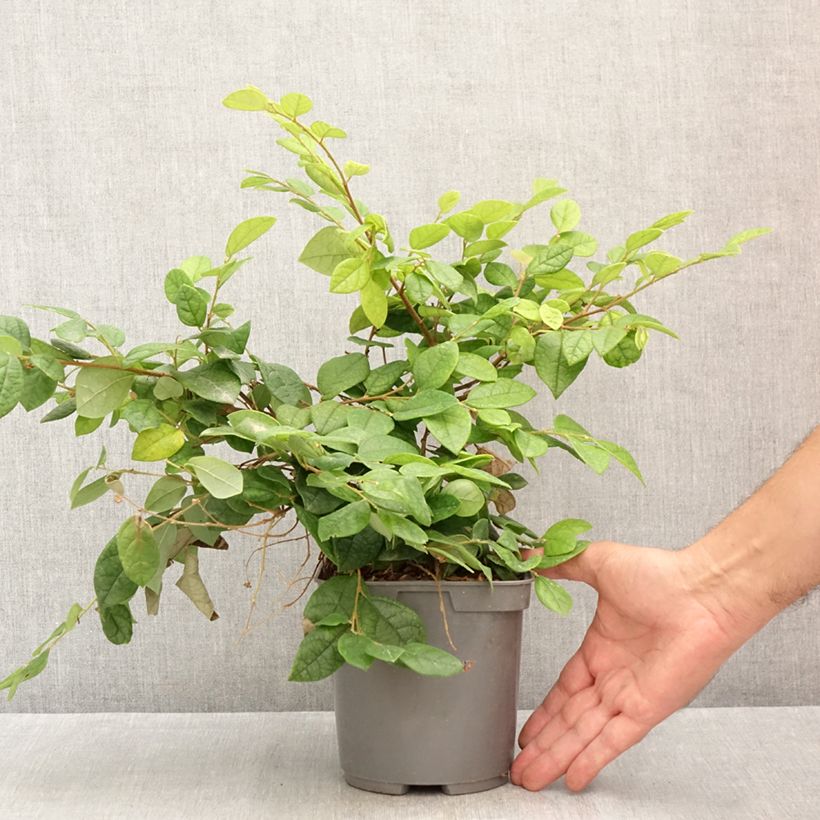 Esemplare di Loropetalum chinense - Loropetalo Vaso da 2L/3L consegnato in estate
