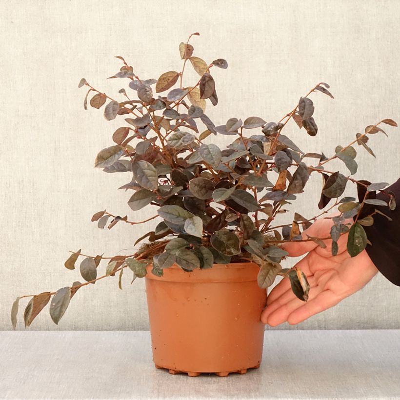 Loropetalum chinense - Loropetalo Vaso da 2L/3L esemplare consegnato in primavera