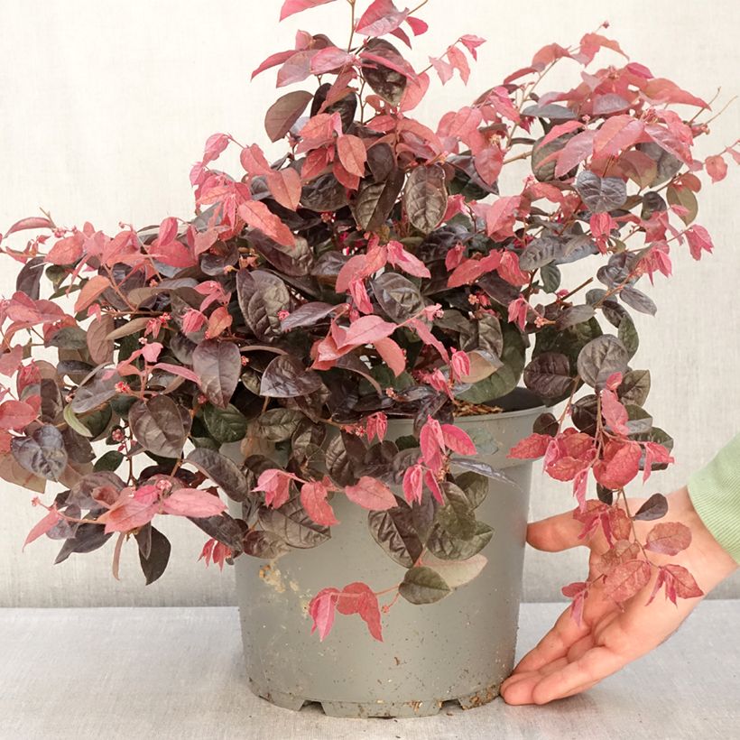 Loropetalum chinense - Loropetalo Vaso da 7,5L/10L esemplare consegnato in inverno