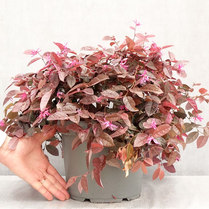 Loropetalum chinense - Loropetalo Vaso da 7,5L/10L esemplare consegnato in primavera
