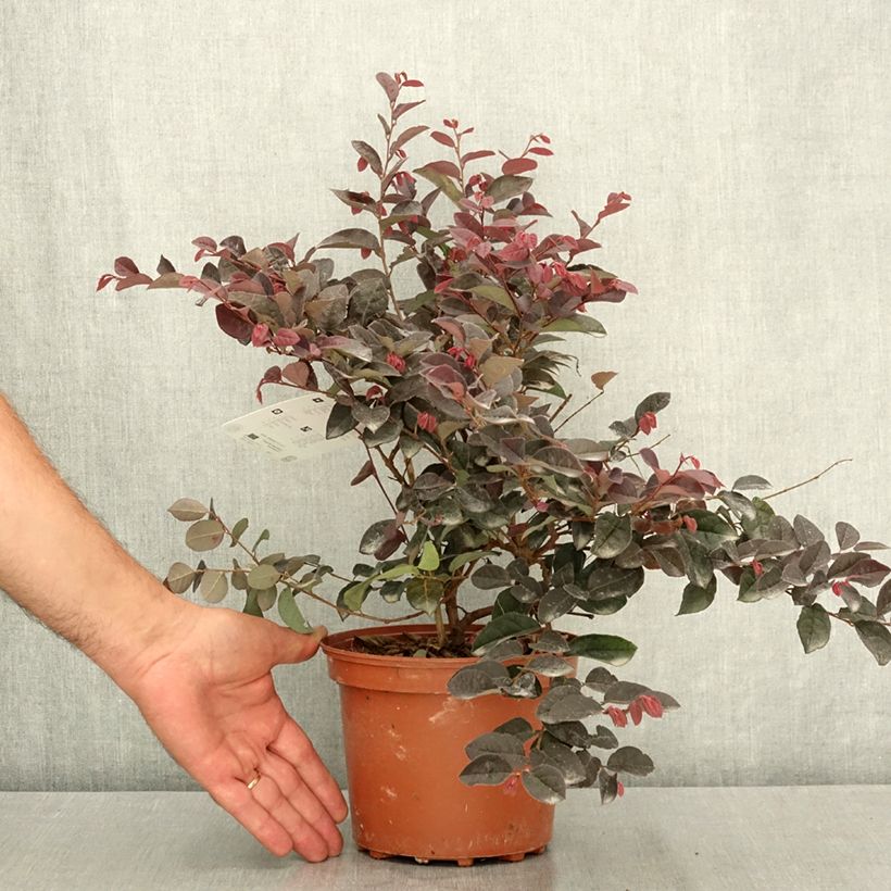 Esemplare di Loropetalum chinense Rose in Black - Loropetalo Vaso da 2L/3L consegnato in estate