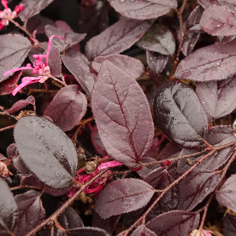 Loropetalum chinense var. rubrum Rouge de la Majorie (Fogliame)