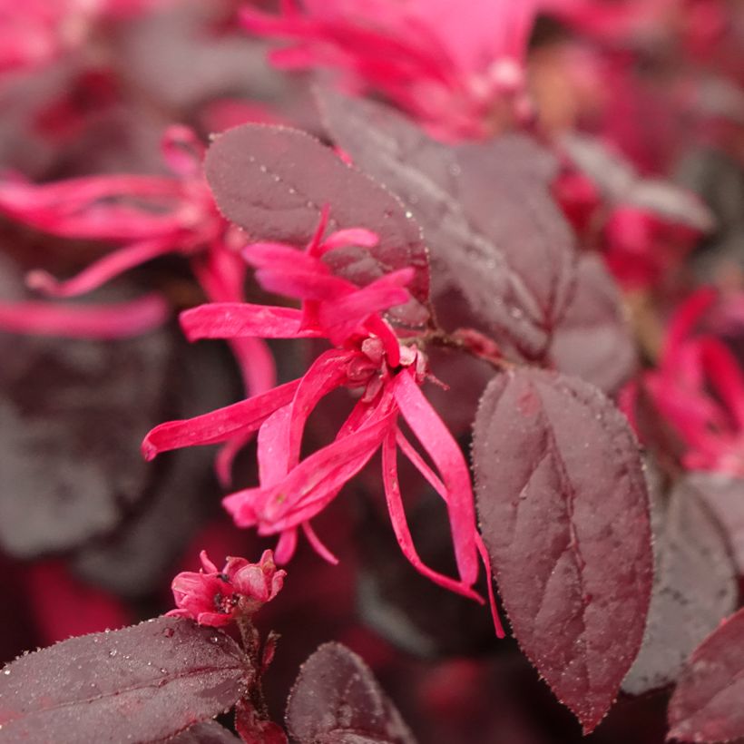 Loropetalum chinense var. rubrum Rouge de la Majorie (Fioritura)