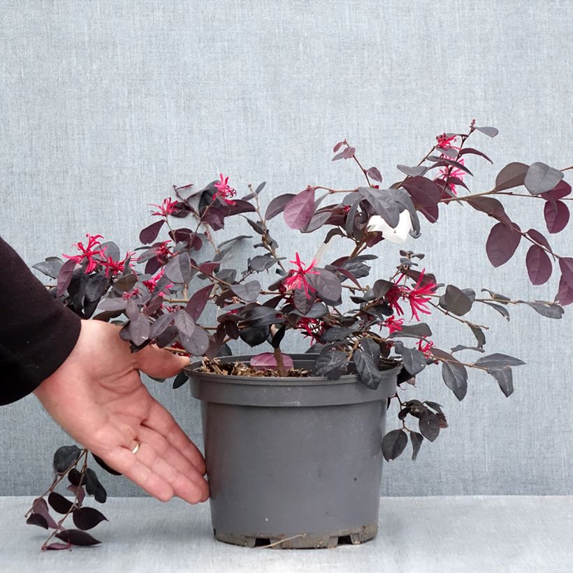 Esemplare di Loropetalum chinense var. rubrum Rouge de la Majorie Vaso da 3L/4L come consegnato in autunno