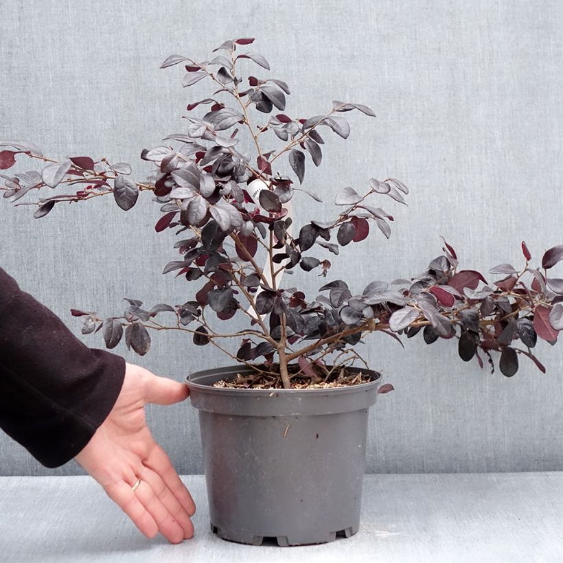 Loropetalum chinense var. rubrum Rouge de la Majorie Vaso da 3L/4L esemplare consegnato in inverno