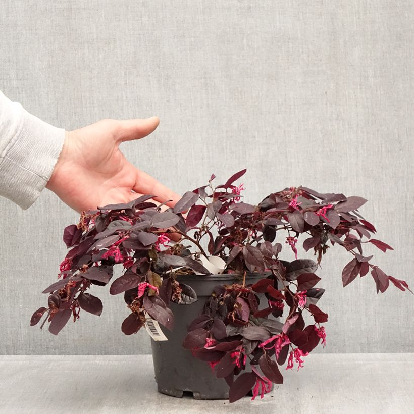Loropetalum chinense var. rubrum Rouge de la Majorie Vaso da 3L/4L esemplare consegnato in primavera