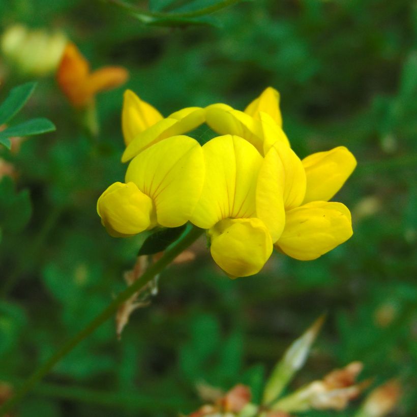 Lotus corniculatus - Ginestrino comune (Fioritura)