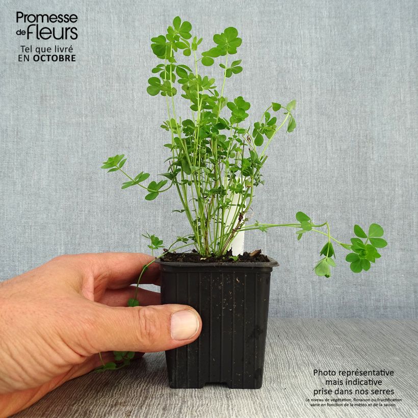 Esemplare di Lotus corniculatus Plenus - Ginestrino comune Vasetto da 8/9 cm come consegnato in autunno