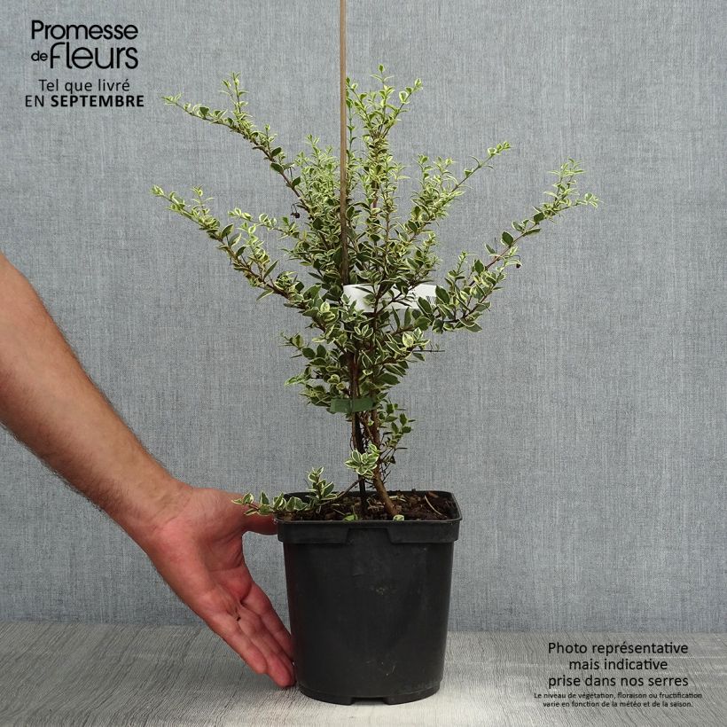Esemplare di Luma apiculata Glanleam Gold Vaso da 3L/4L come consegnato in autunno