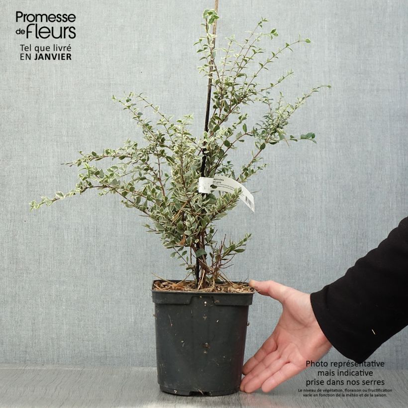 Luma apiculata Glanleam Gold Vaso da 3L/4L esemplare consegnato in inverno