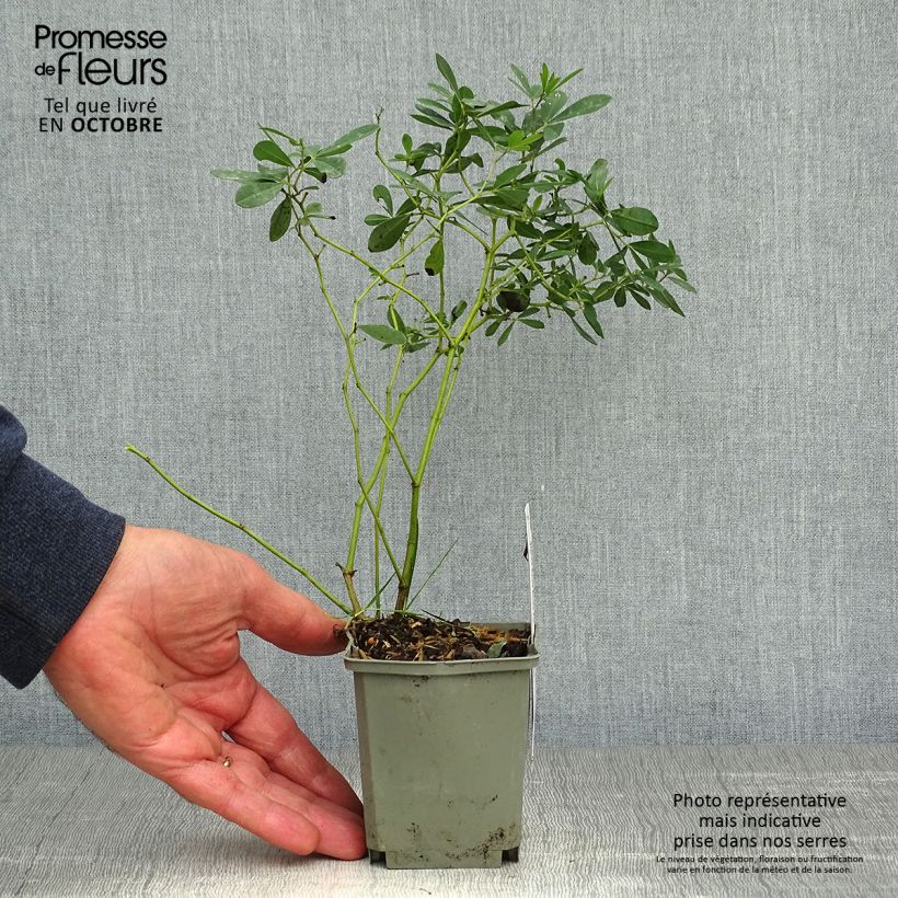 Esemplare di Baptisia Purple Smoke - Indaco falso Vasetto da 8/9 cm come consegnato in autunno