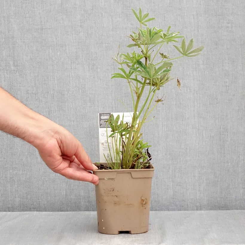 Esemplare di Lupinus Chandelier - Lupino Vaso da 2L/3L consegnato in estate