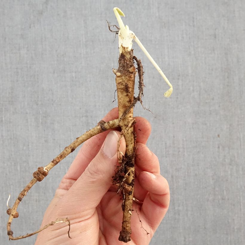 Lupinus The Governor - Lupino Piante piccole a radice nuda esemplare consegnato in inverno