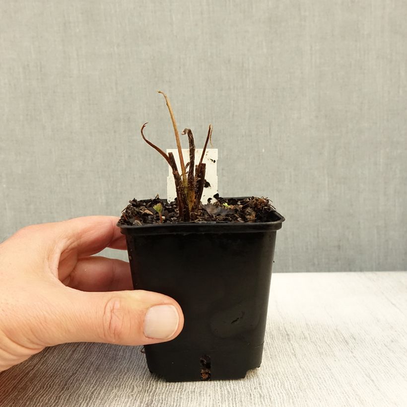 Esemplare di Lupinus Les Pages - Lupino Vasetto da 8/9 cm come consegnato in autunno
