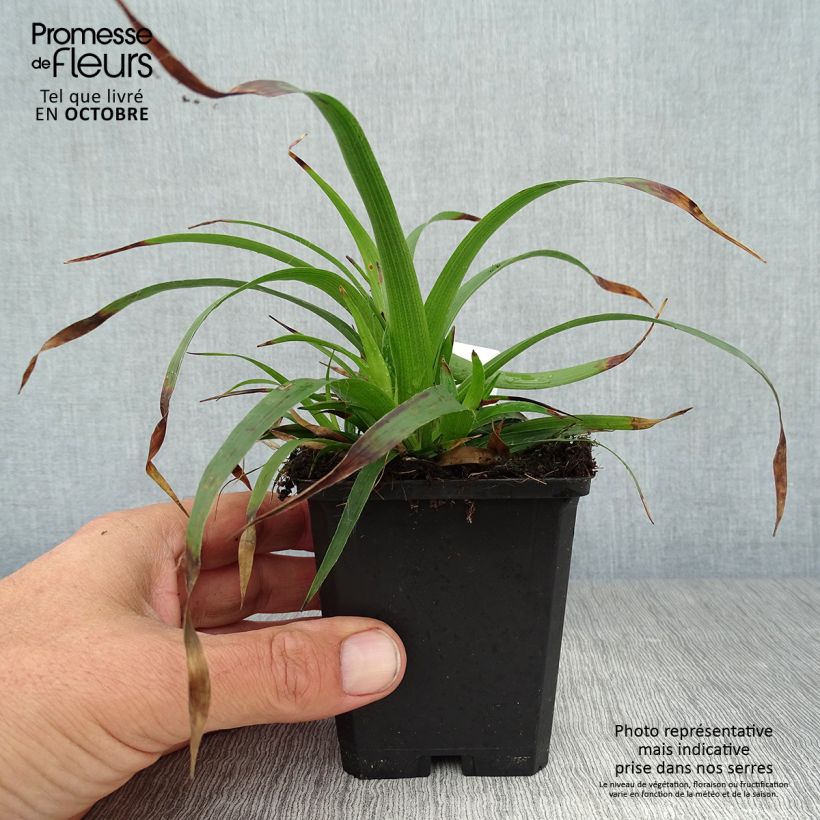 Esemplare di Luzula sylvatica - Erba lucciola a foglie larghe Vasetto da 8/9 cm come consegnato in autunno