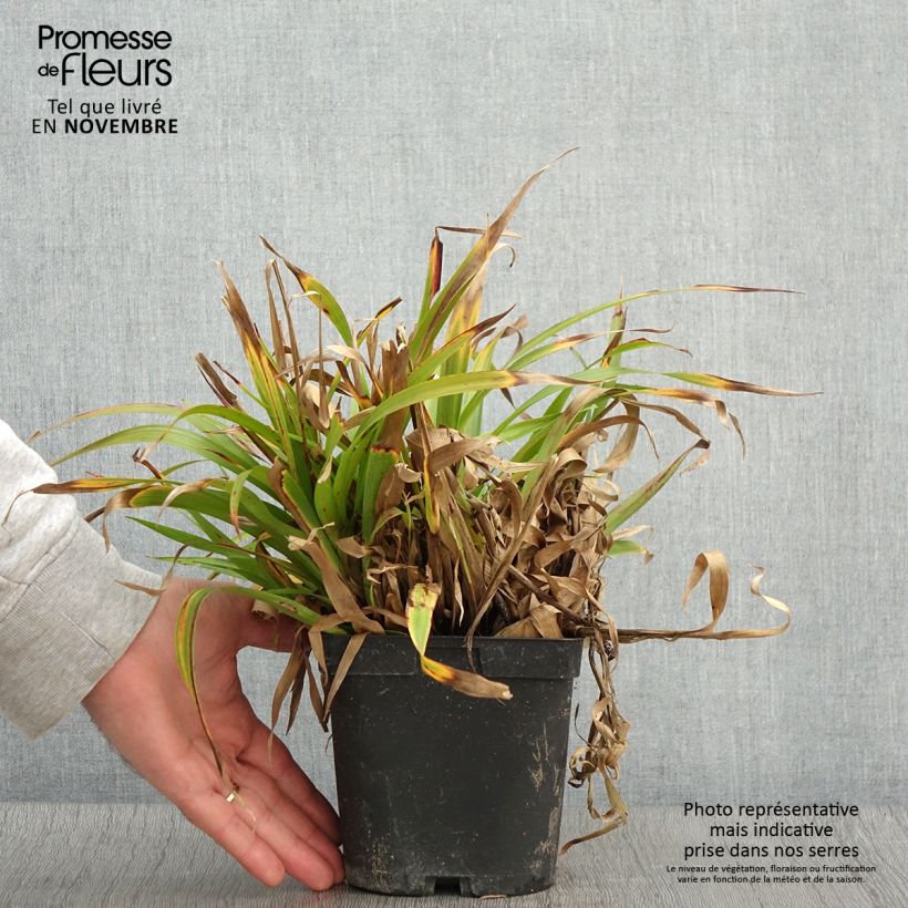 Esemplare di Luzula sylvatica - Erba lucciola a foglie larghe Vaso da 2L/3L come consegnato in autunno