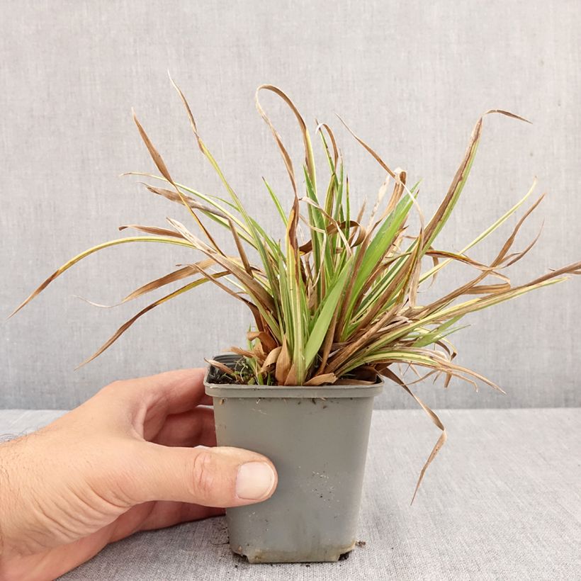 Esemplare di Luzula sylvatica Surprise Vasetto da 8/9 cm come consegnato in autunno