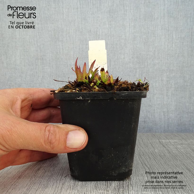 Esemplare di Lychnis alpina - Crotonella alpina Vasetto da 8/9 cm come consegnato in autunno