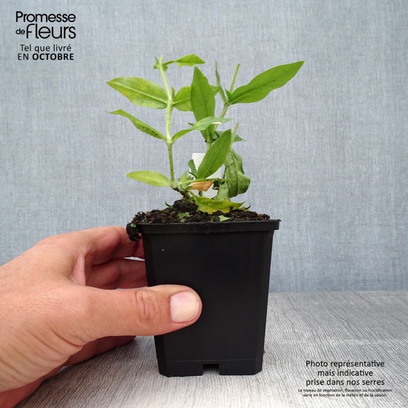 Esemplare di Lychnis chalcedonica Alba - Crotonella scarlatta Vasetto da 8/9 cm come consegnato in autunno