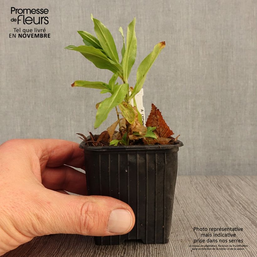 Esemplare di Lychnis chalcedonica Flore Pleno - Crotonella scarlatta Vasetto da 8/9 cm come consegnato in autunno