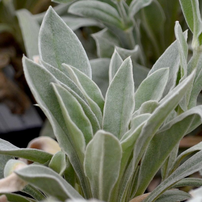 Lychnis coronaria Alba - Crotonella coronaria (Fogliame)