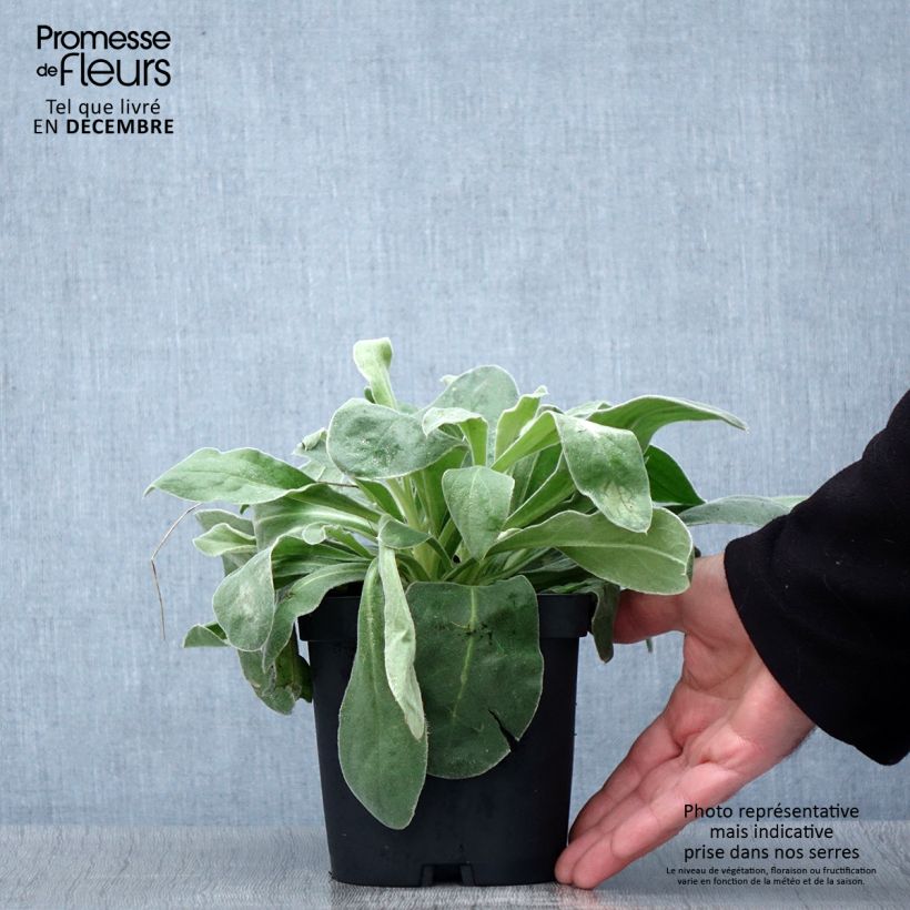 Esemplare di Lychnis coronaria Alba - Crotonella coronaria Vaso da 2L/3L come consegnato in autunno