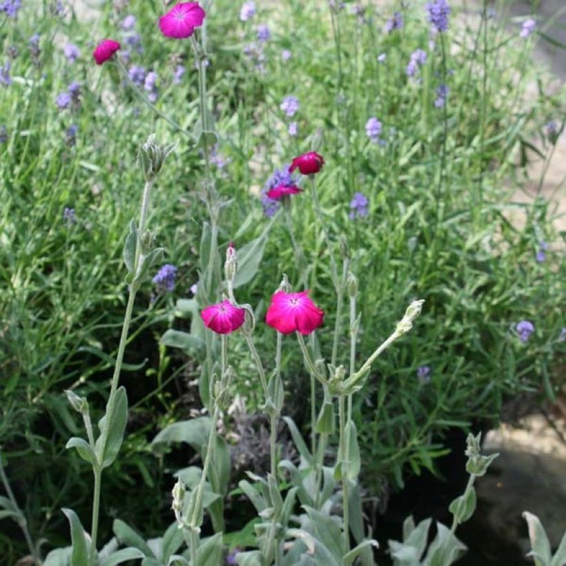 Lychnis coronaria - Crotonella coronaria (Porto)