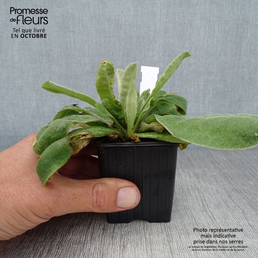 Esemplare di Lychnis coronaria - Crotonella coronaria Vasetto da 8/9 cm come consegnato in autunno