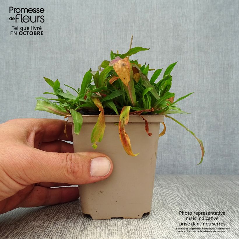 Esemplare di Lychnis flos-cuculi Jenny - Crotonella Fior di cuculo Vasetto da 7/8 cm come consegnato in autunno
